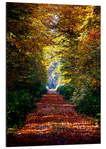 Aluminium print Forest away
