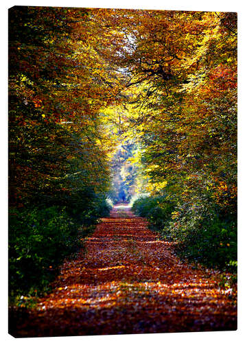 Canvas print Forest away