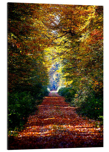 Tableau en plexi-alu Sentier forestier