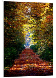 Tableau en plexi-alu Sentier forestier