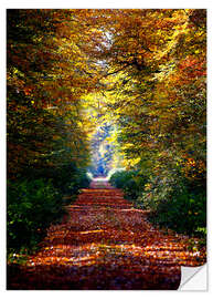 Sticker mural Sentier forestier