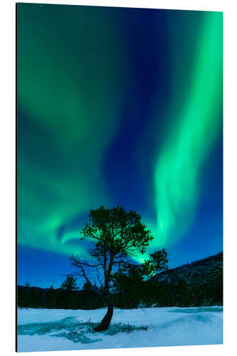 Aluminium print Aurora Borealis, Forramarka, Troms, Norway.