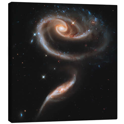 Stampa su tela Arp 273 interacting galaxies in Andromeda.