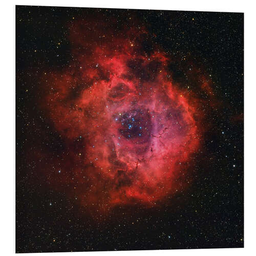 Foam board print The Rosette Nebula