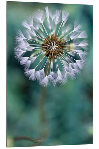 Alubild Pusteblume