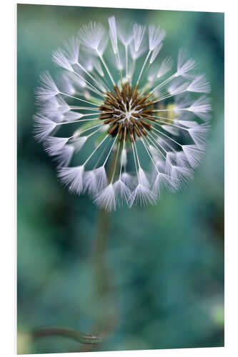 Cuadro de PVC Dandelion