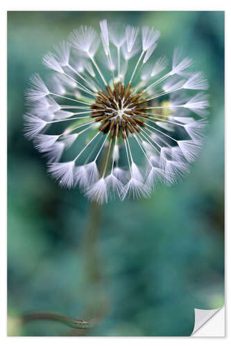 Vinilo para la pared Dandelion