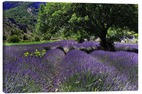 Canvas print Lavender field with tree