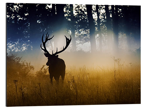 Aluminium print Red deer in the subtle light