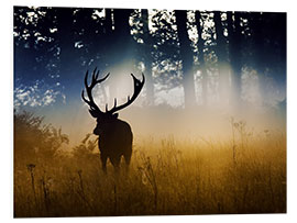 Foam board print Red deer in the subtle light