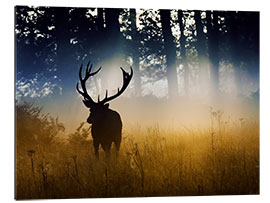 Gallery print Red deer in the subtle light