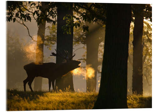 Akrylbilde Roaring red deer in the forest