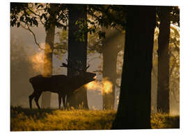 Tableau en PVC Cerf élaphe bramant dans la forêt