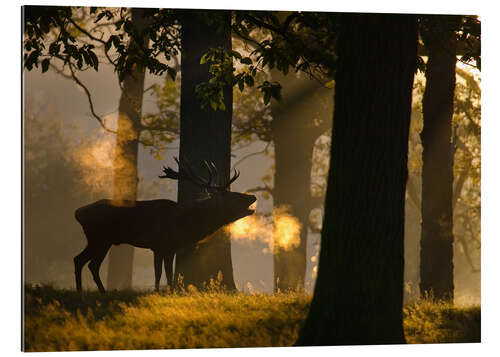 Gallery print Roaring red deer in the forest