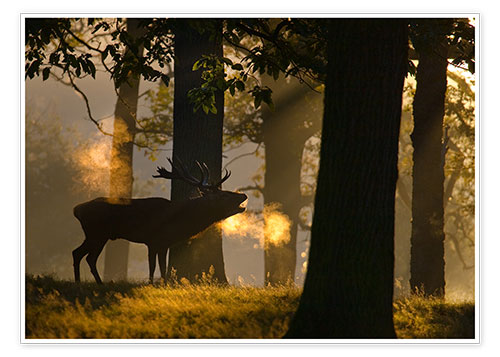 Poster Cerf élaphe bramant dans la forêt
