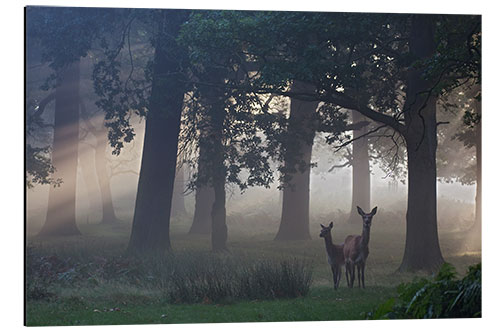 Aluminiumsbilde Two red deer in a clearing