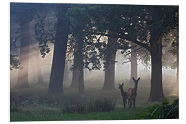 Foam board print Two red deer in a clearing