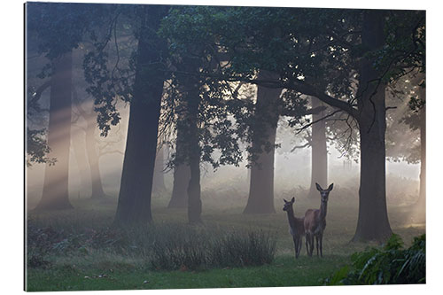 Galleriprint Two red deer in a clearing