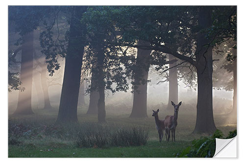 Sisustustarra Two red deer in a clearing