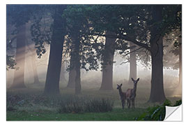 Selvklebende plakat Two red deer in a clearing