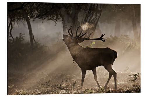 Aluminium print Deer in the forest