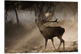 Gallery print Deer in the forest