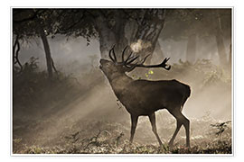 Plakat Roaring deer in the morning