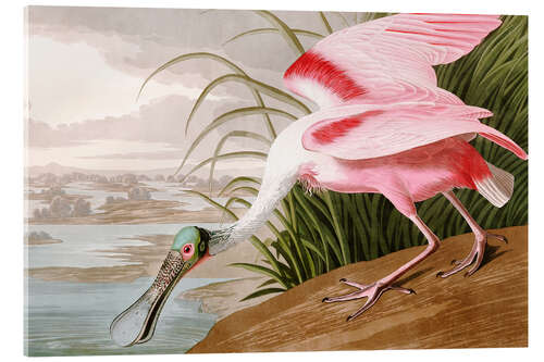 Akryylilasitaulu Roseate Spoonbill