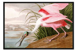 Gerahmter Kunstdruck Rosalöffler