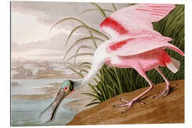 Gallery print Roseate Spoonbill