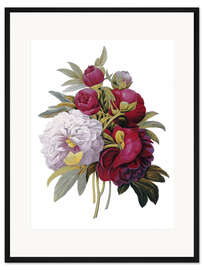 Gerahmter Kunstdruck Pfingstrosen I
