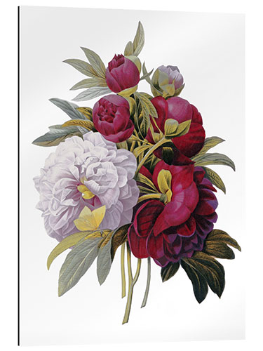 Galleriprint Peonies I