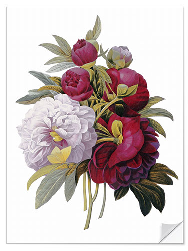 Naklejka na ścianę Peonies I