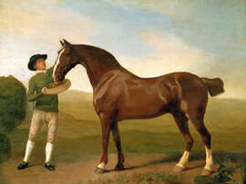 Magnettafel Pfleger füttert ein braunes Jagdpferd