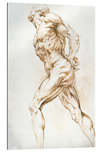 Gallery print Anatomical study