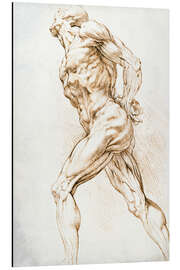 Magnettafel Anatomische Studie