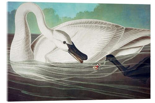 Tableau en verre acrylique Cygne trompette