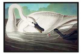 Gerahmter Kunstdruck Trompeterschwan