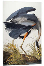 Foam board print Great Blue Heron