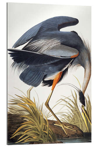 Gallery print Great Blue Heron