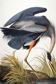 Magnettafel Graureiher