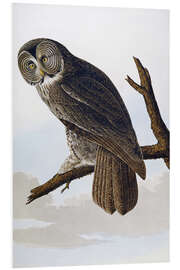 Foam board print Big ash-colored owl