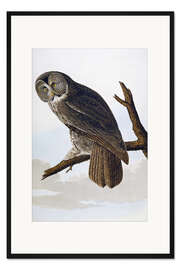 Gerahmter Kunstdruck Große aschefarbene Eule