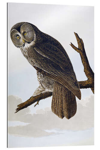 Galleriprint Big ash-colored owl