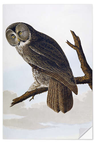 Selvklebende plakat Big ash-colored owl