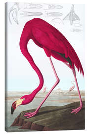 Quadro em tela  Flamingo das Caraíbas - John James Audubon