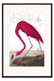 Gerahmter Kunstdruck Kubaflamingo aus "The Birds of America"