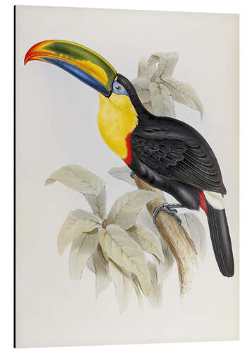 Aluminiumsbilde Toucan