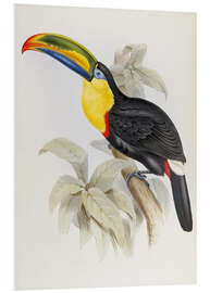 Foam board print Toucan