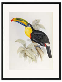 Gerahmter Kunstdruck Tukan